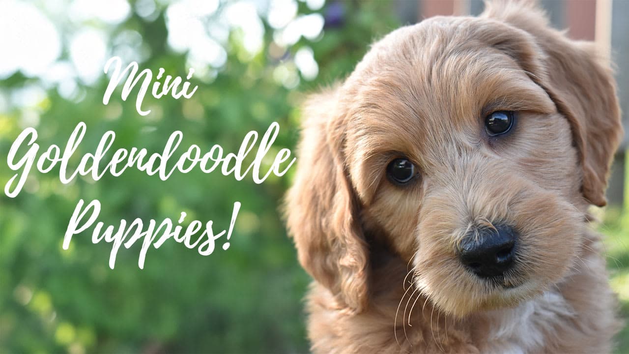 A group of Mini Goldendoodle puppies