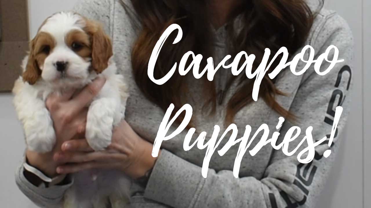 A group of Cavapoo puppies