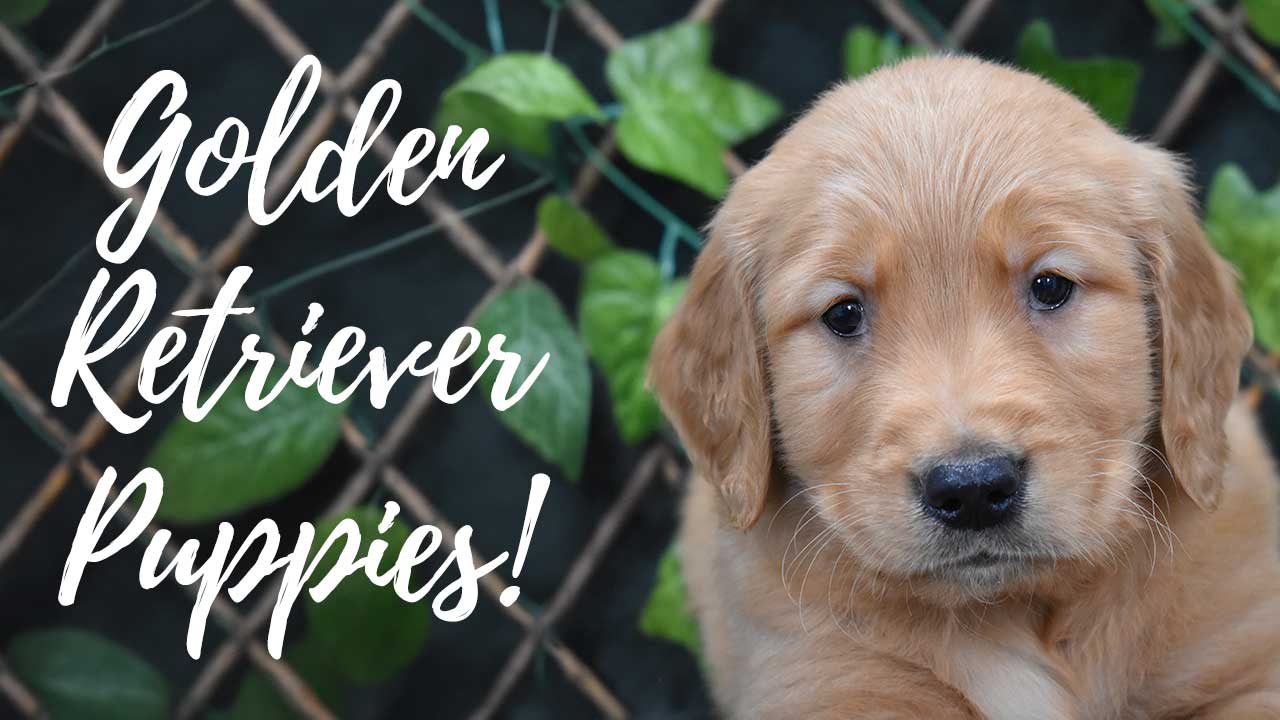 A group of Golden Retriever puppies