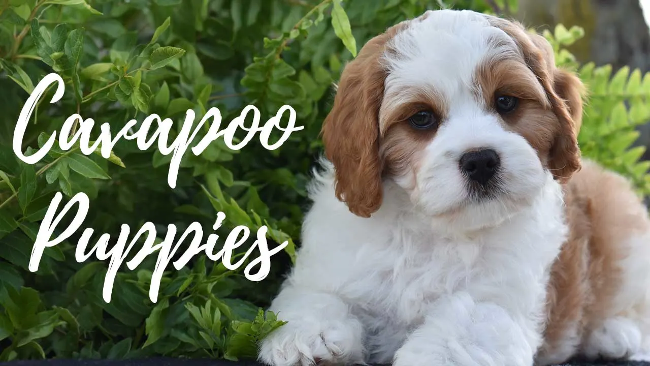A group of Cavapoo puppies