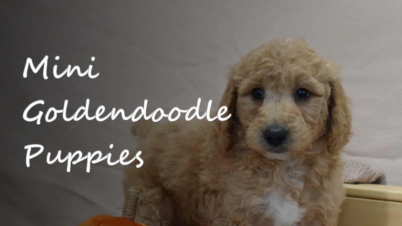 A group of Mini Goldendoodle puppies