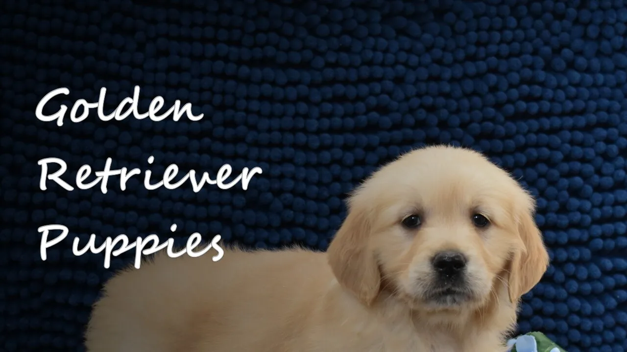 A group of Golden Retriever puppies