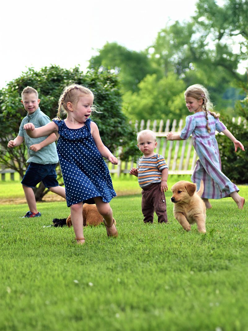 A golden retriever puppy for sale in Sheridan Michigan