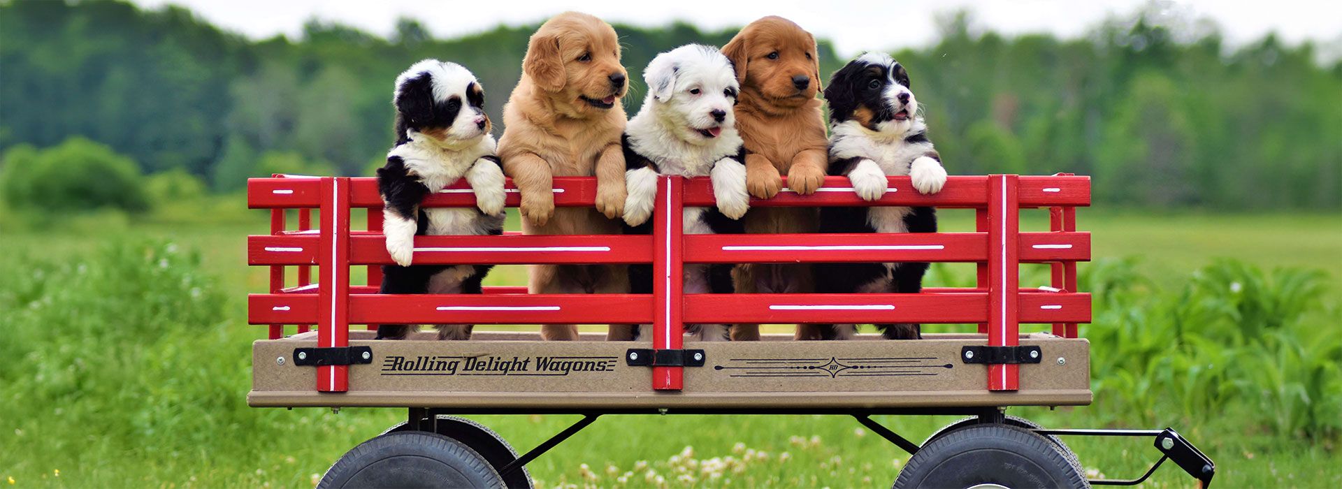 Puppies on a wagon